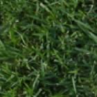 Jammur or El Toro Zoysia